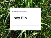 Bastardweidelgras Saatgut Ibex (tetraploid) ZS Bio 25 kg Sack 