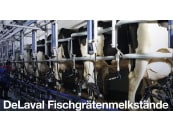 DeLaval Fischgrätenmelkstand 