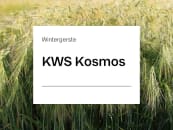 Wintergerste Saatgut KWS Kosmos ZS Landor CT 50 kg Sack mehrzeilige Futtergerste 