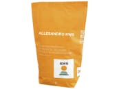Winterraps Saatgut ALLESANDRO KWS Winterraps Saatgut ALLESANDRO KWS