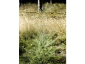 PlantaGard® Stachelbaum mit 8 Stacheletagen 