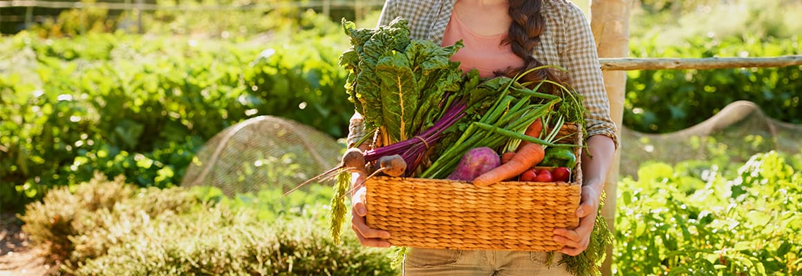 Juni Header_Gartenkalender_Juni_1160x400.jpg