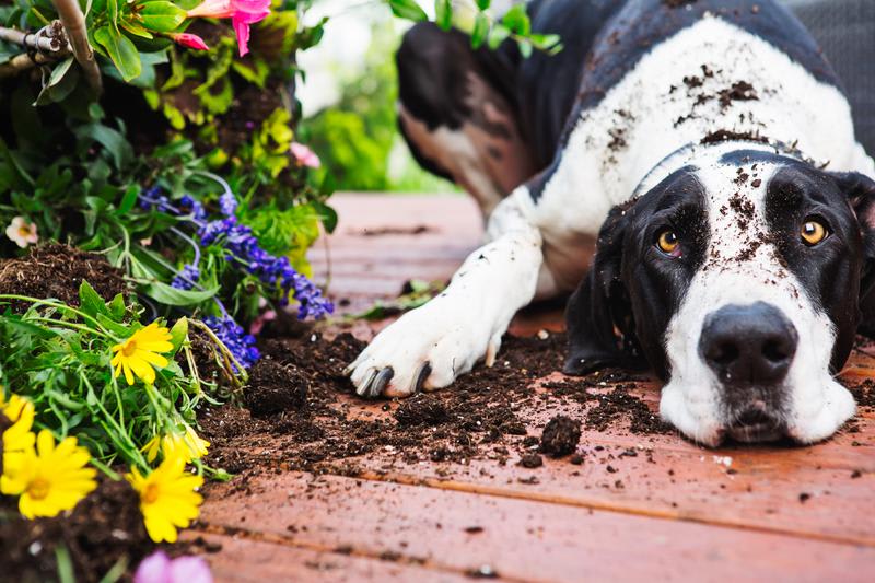 Gründlich reinigen: Frühjahrsputz auf der Holzterrasse Hund.jpg