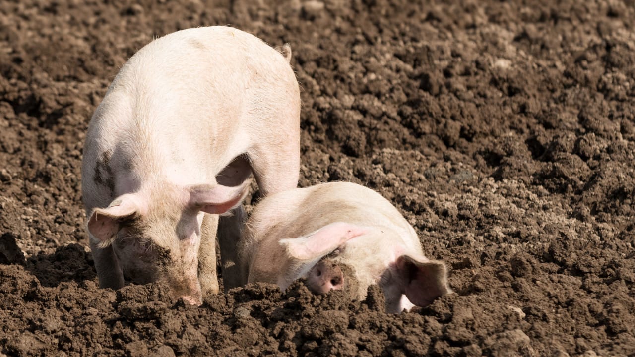 oekoSchweineImg oekoSchweineImg
