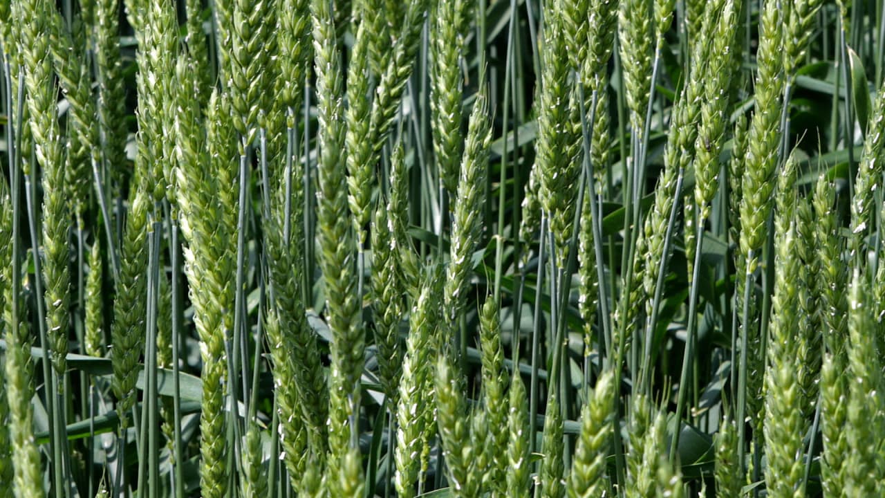 greeningAnbauImage greeningAnbauImage