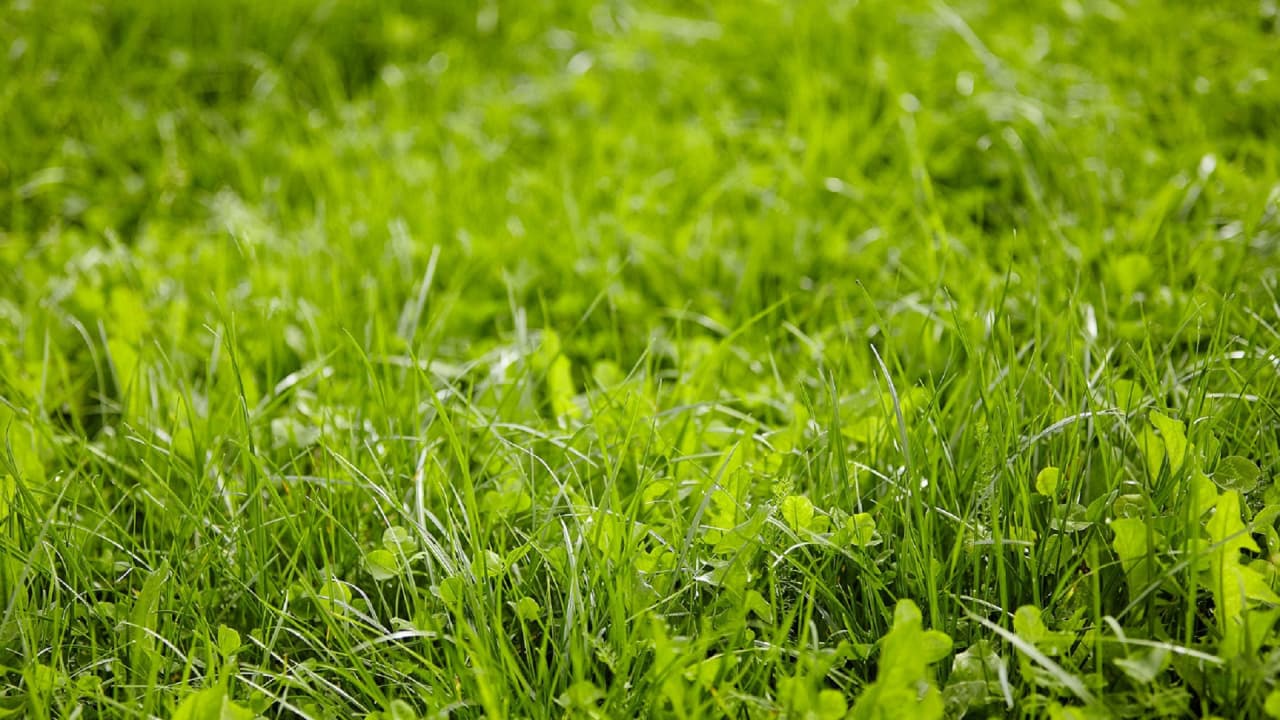 greeningDauergruenlandImage greeningDauergruenlandImage