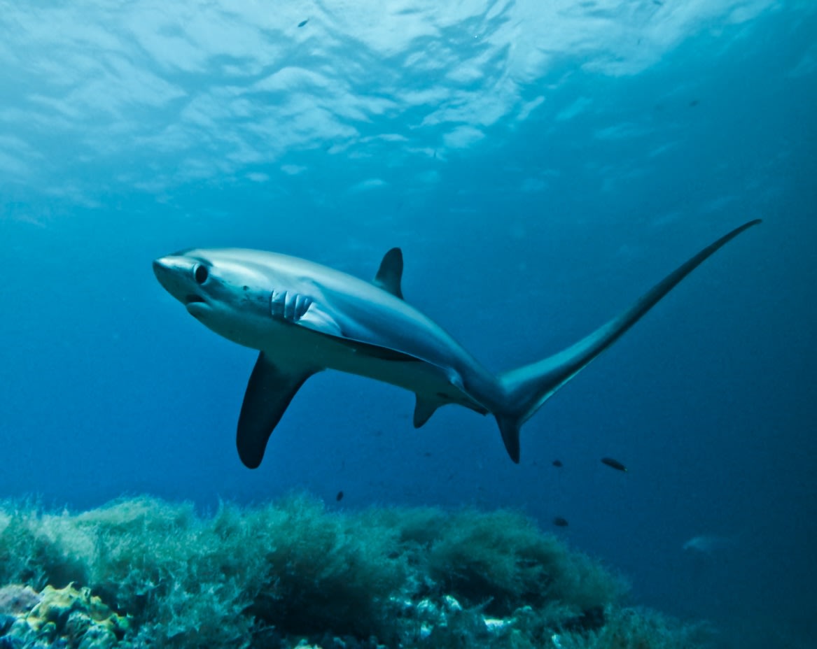 MBI divers and trips
