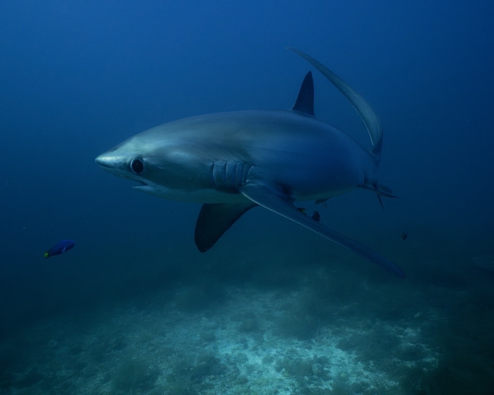 MBI divers and trips
