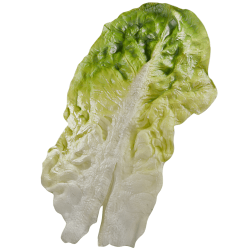 Iceberg lettuce leaf