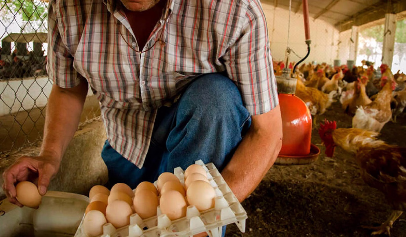 precio huevos La Plata