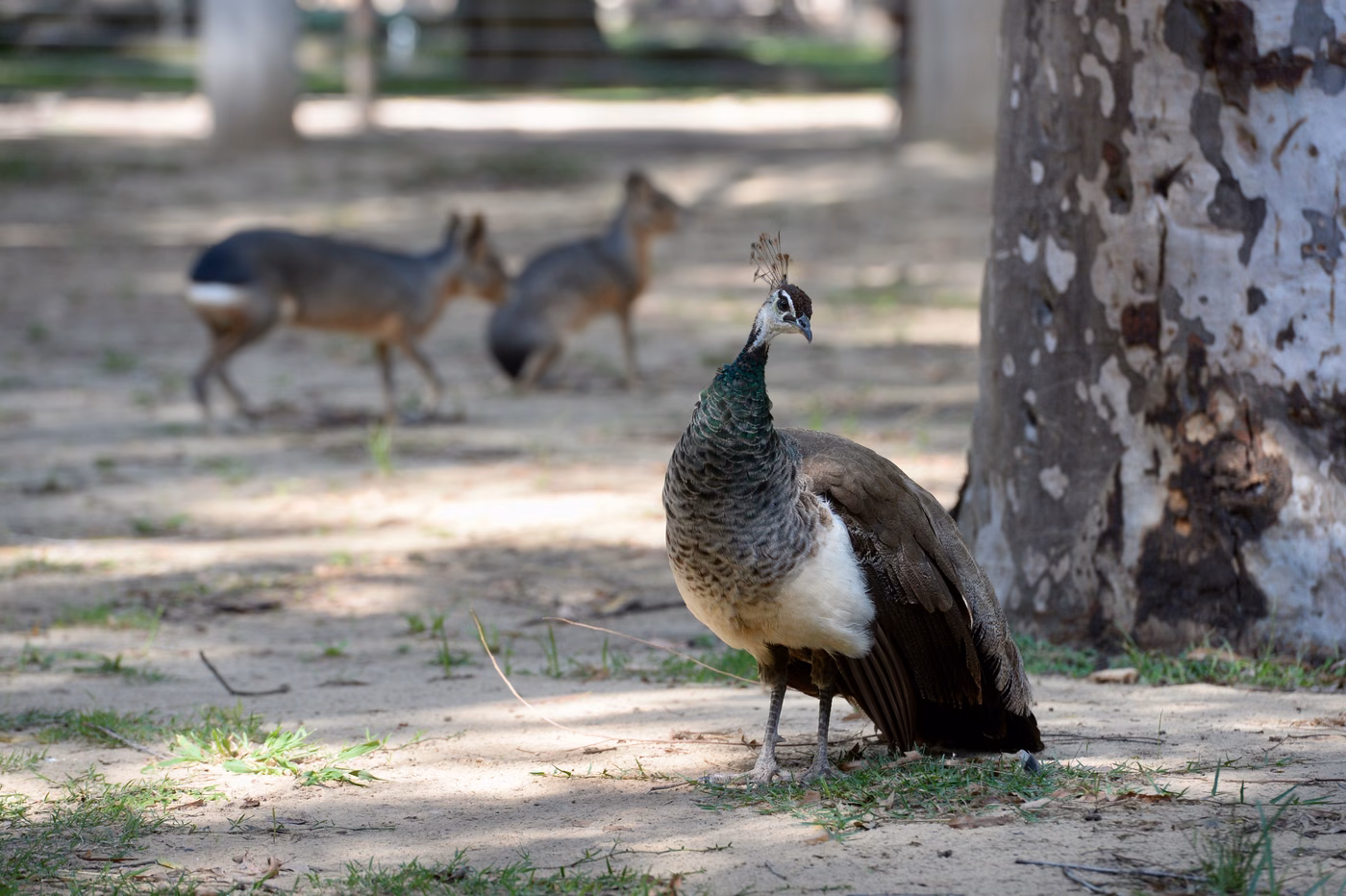 privatización Bioparque La Plata