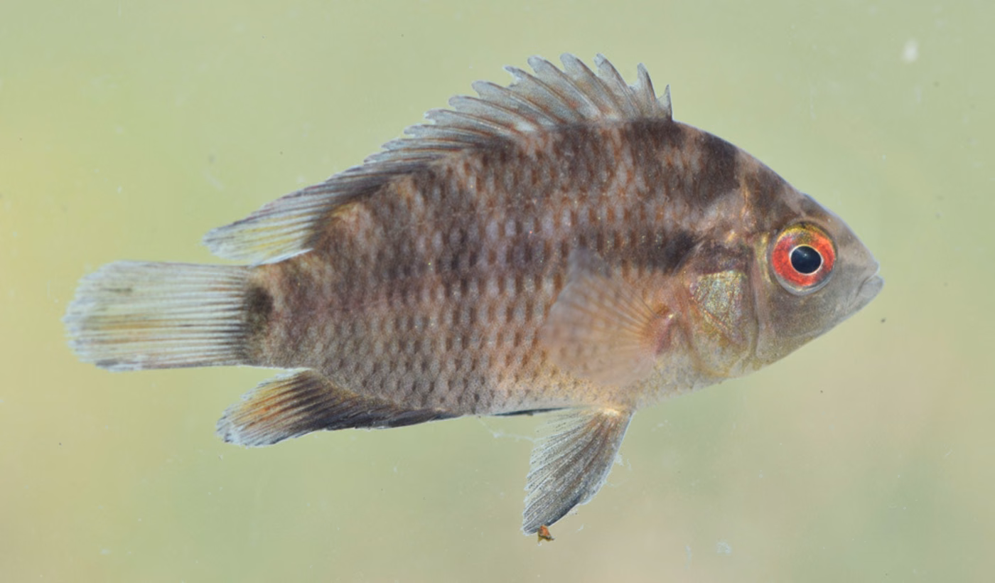 Peces con Historia
