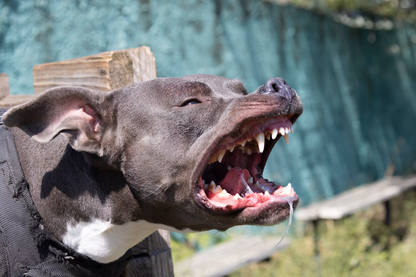ataque pitbulls Los Hornos