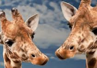 Imagier :  Les animaux