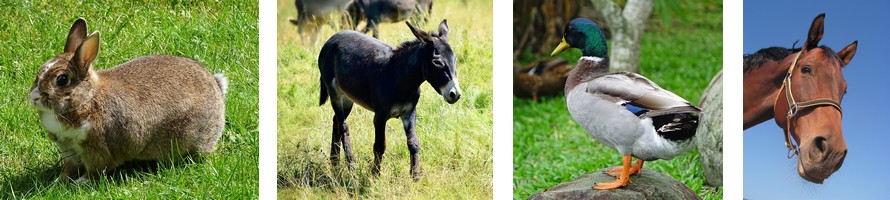Les Différents Animaux