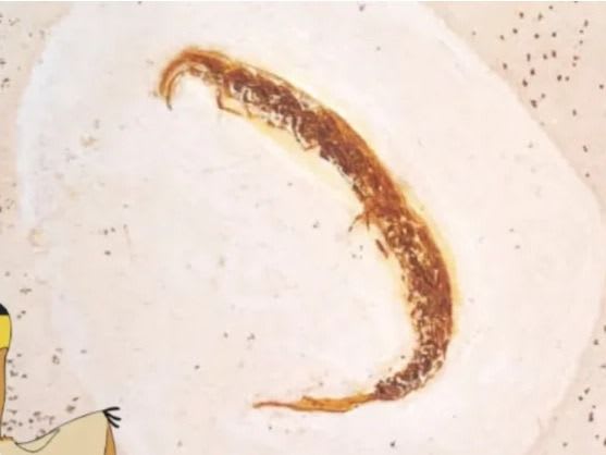 Miriápode (Myriapoda). | Foto: Reprodução / Museu de Paleontologia.