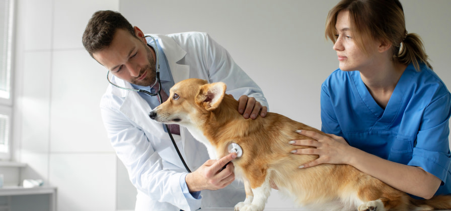 A veterinarian measures a dog's heart rate while a vet tech holds the dog steady on the table