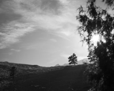 A lonely tree at the top of a hill in the afternoon winter sun.