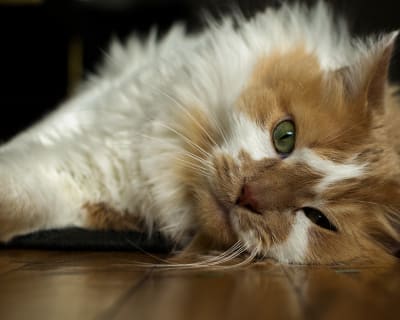 My cat laying down after a not so rough day.