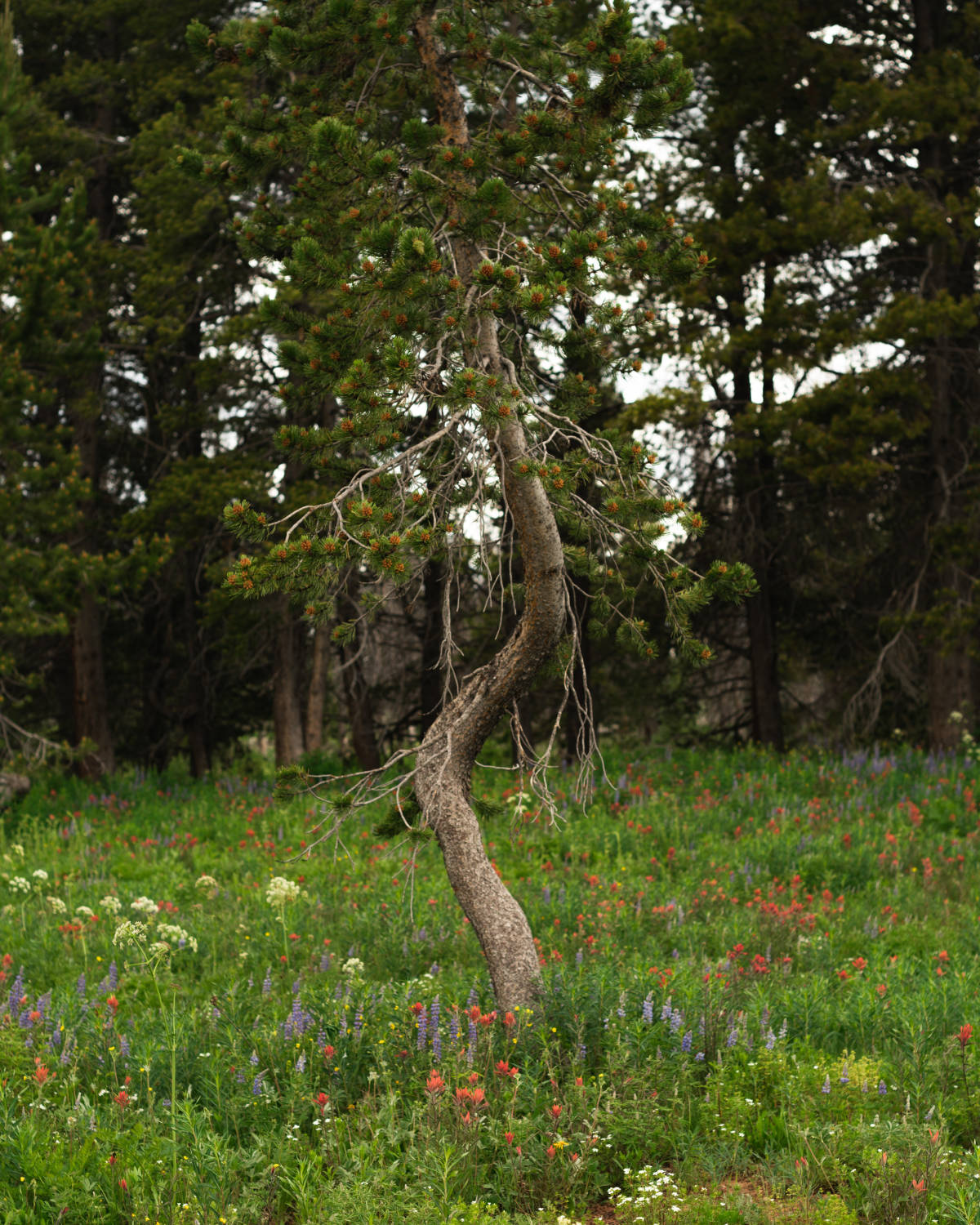 Despite the forces, nature finds a way to thrive.