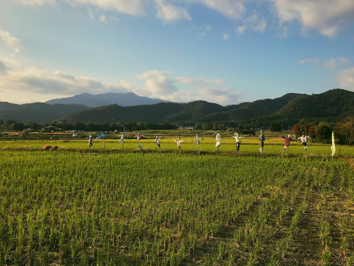 A line of scarecrows protects a rice field in rural Kyoto.