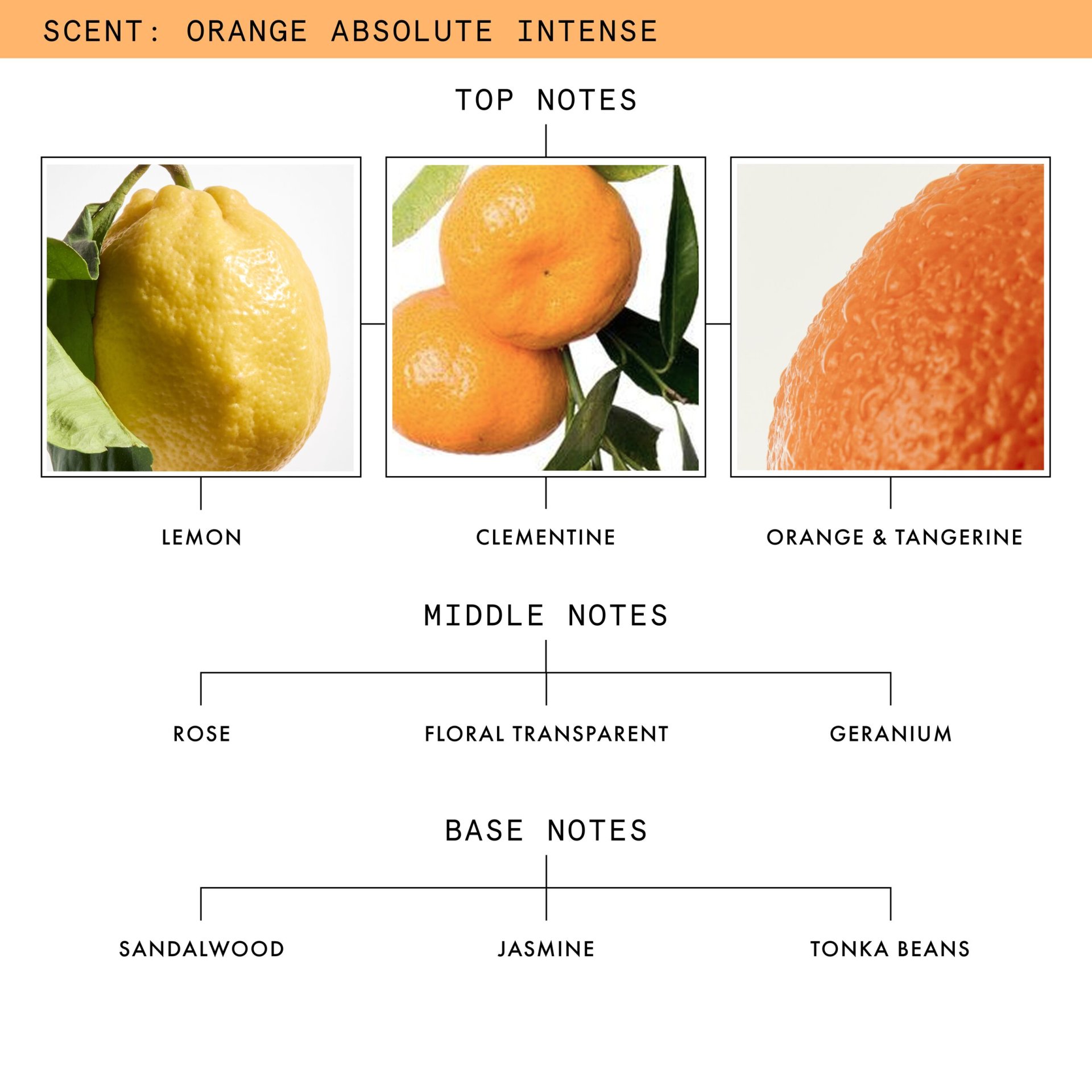 Orange Absolute Fragrance Discovery set - PDP