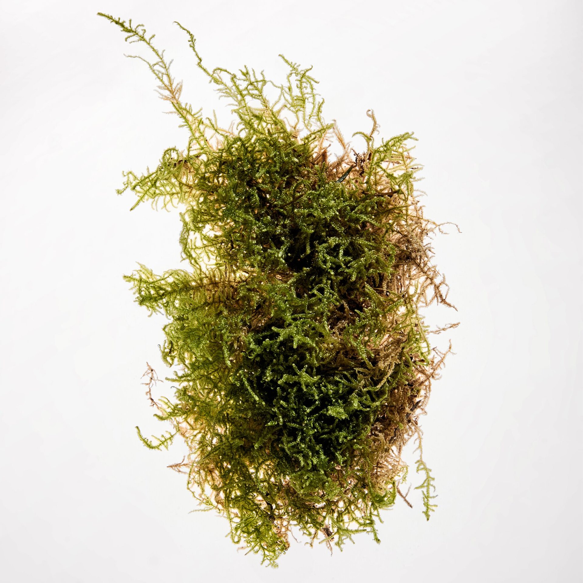 FRAGRANCE RESTAGE -SCENT INDICATORS