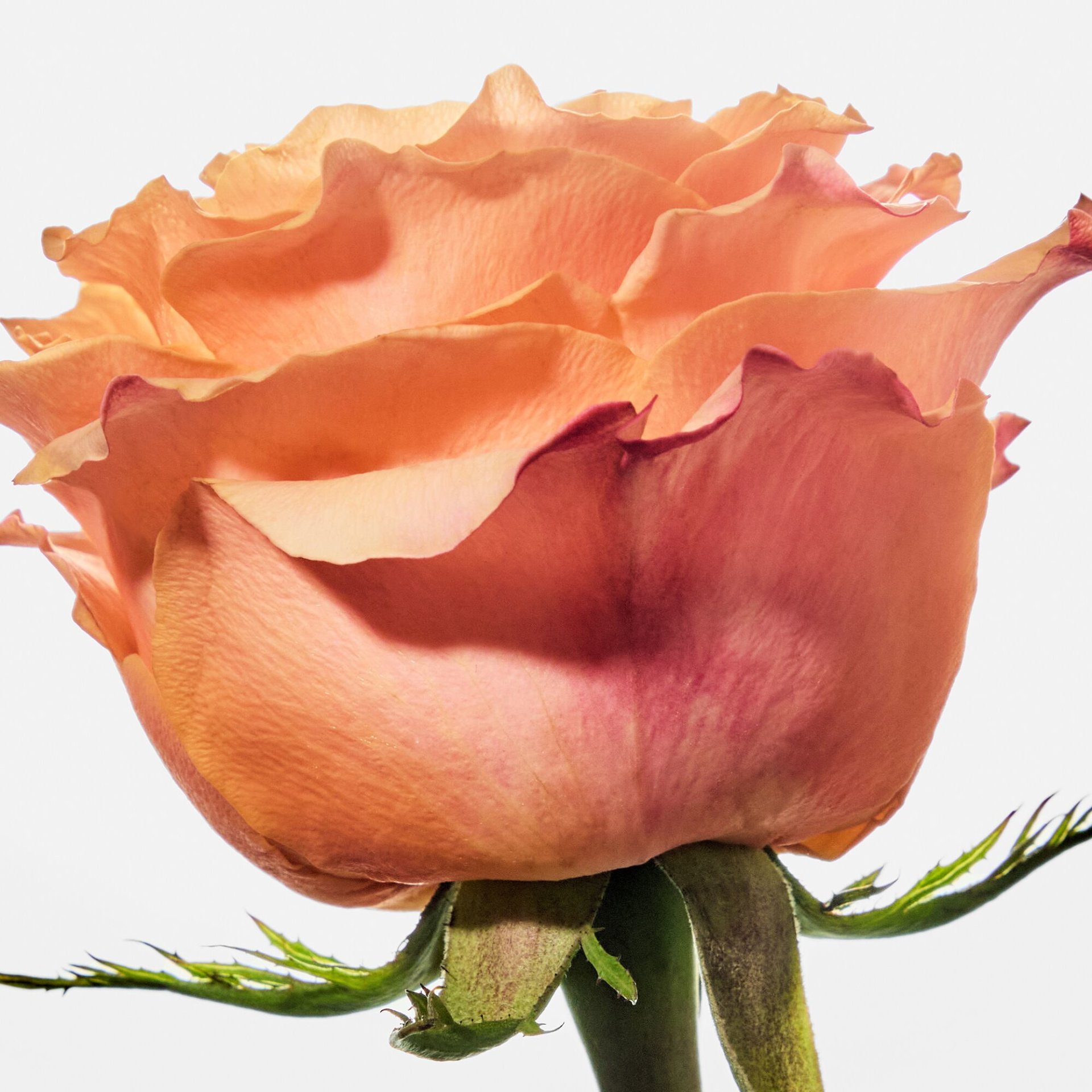 FRAGRANCE RESTAGE -SCENT INDICATORS