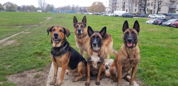Fotografije - Alfapawpaf obrt za usluge usluga - Čuvanje Kućnih Ljubimaca