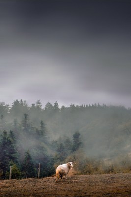 Fotografije - Irma usluga - Fotografiranje Događaja