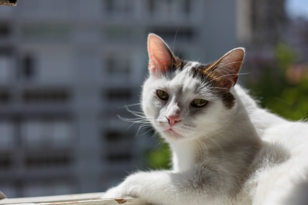 Fotografije - Endyphotographer usluga - Fotografiranje Beba