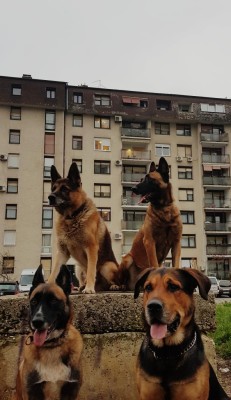 Fotografije - Alfapawpaf obrt za usluge usluga - Čuvanje Kućnih Ljubimaca