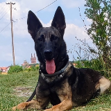 profilna fotografija Šetanje/Čuvanje Pasa "Alpha*