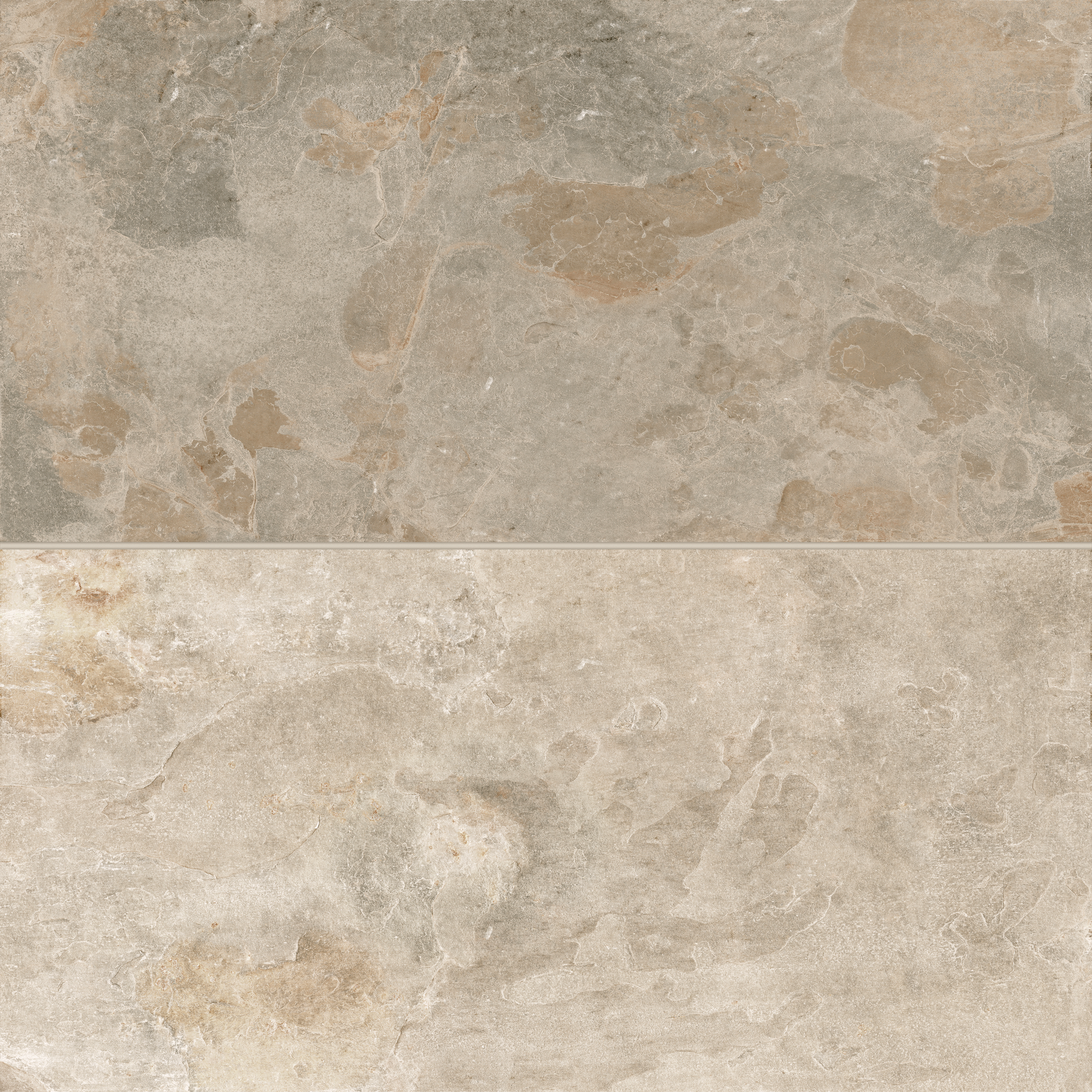 abisinian.sion専用 Sinai 24