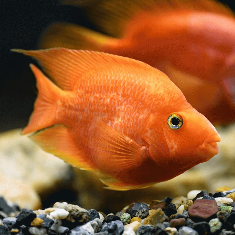 Orange Parrot Cichlid