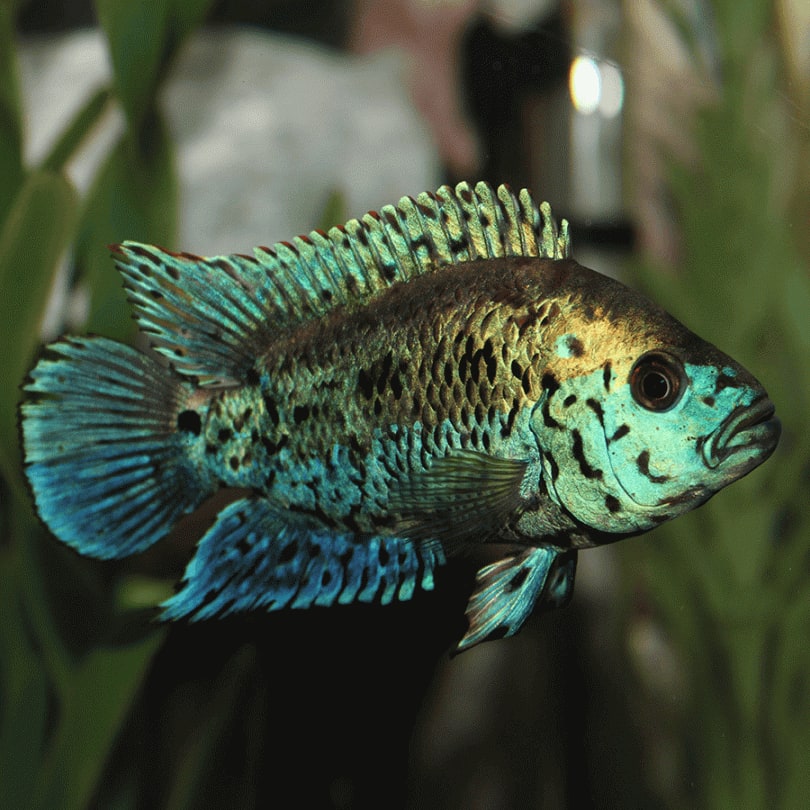 Electric Blue Jack Dempsey Cichlids Grade B