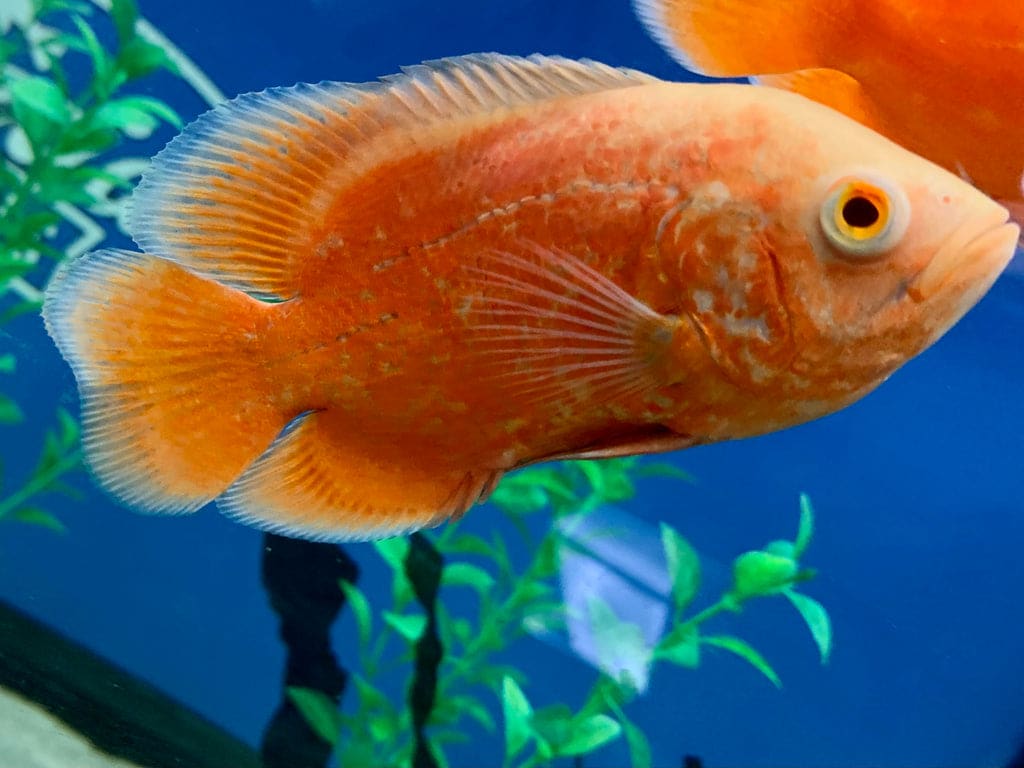 Chilli Red Oscar