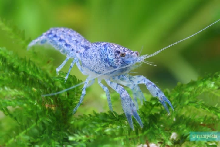 Blue Mini Mexican Crayfish