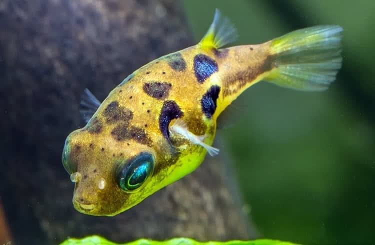 Dwarf Puffer Fish