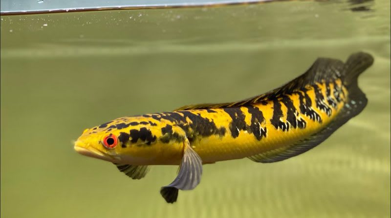 Channa Yellow Sentarum