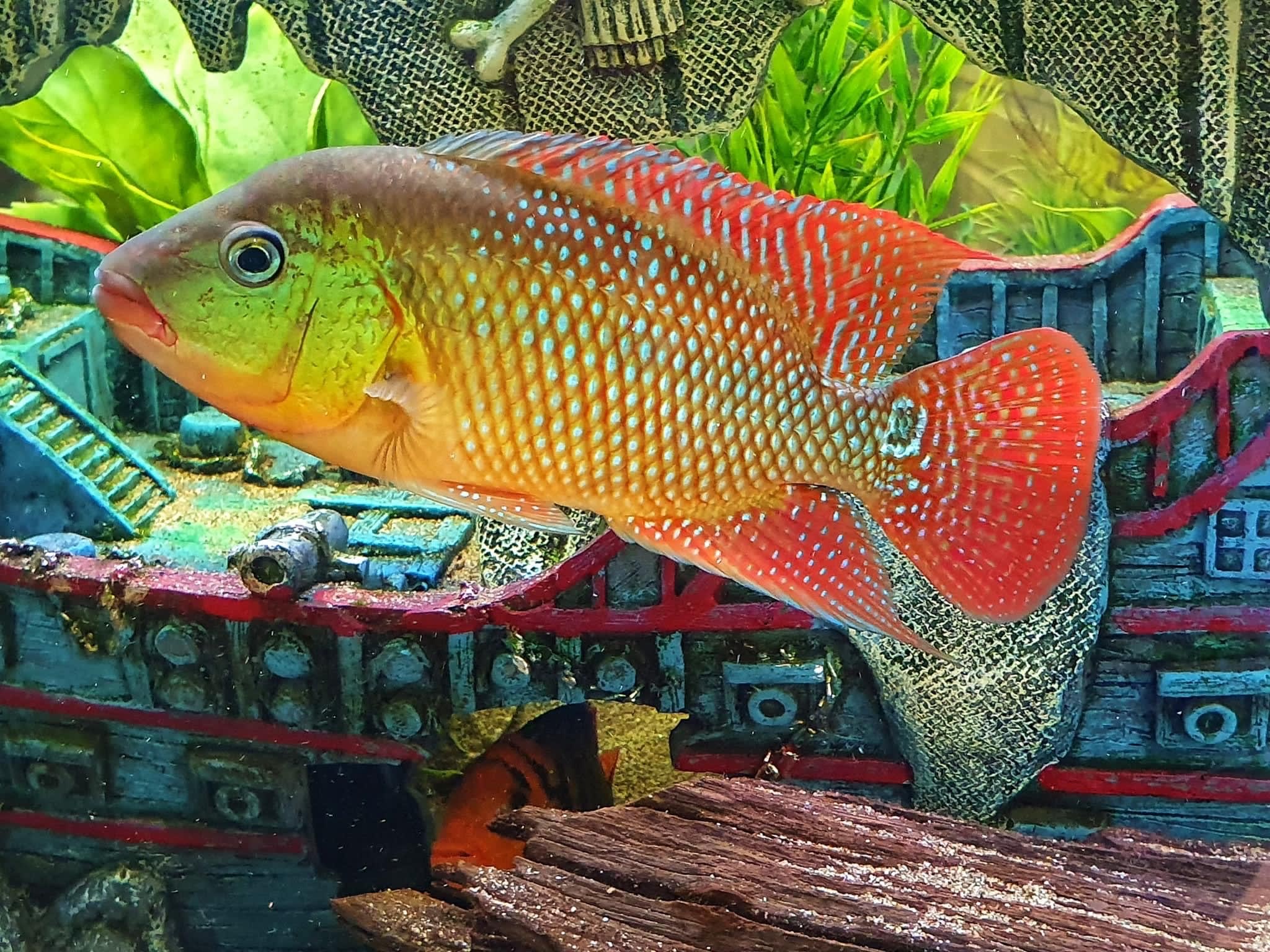 Red Terror Cichlid (Festa's Cichlid)