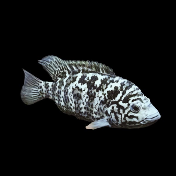 Cuban Cichlid