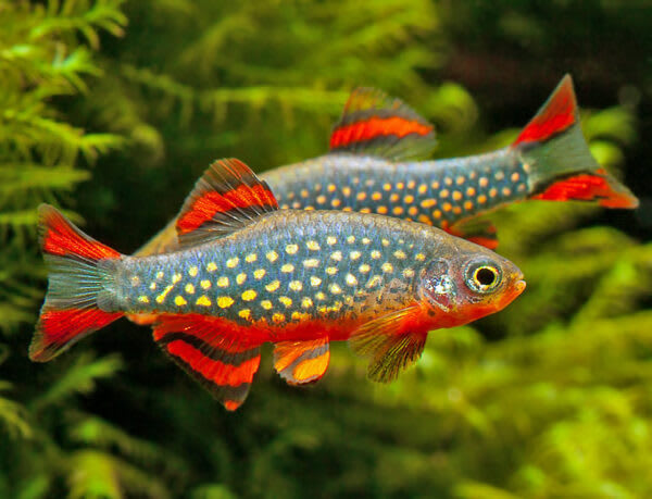 Micro Rasbora