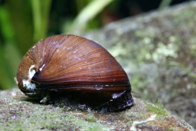 Tiger Snail