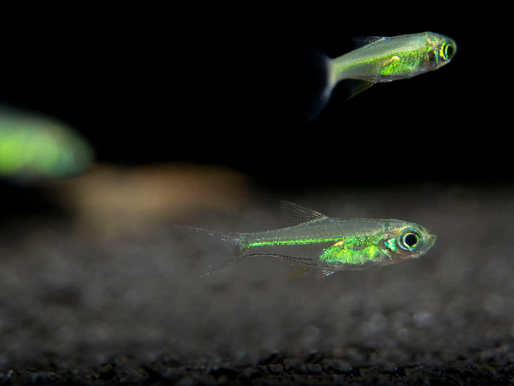 Rasbora Kubotai