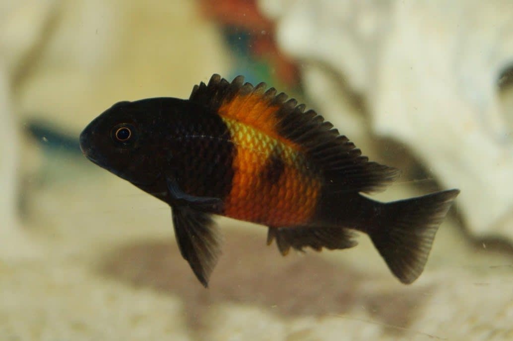Tropheus bemba