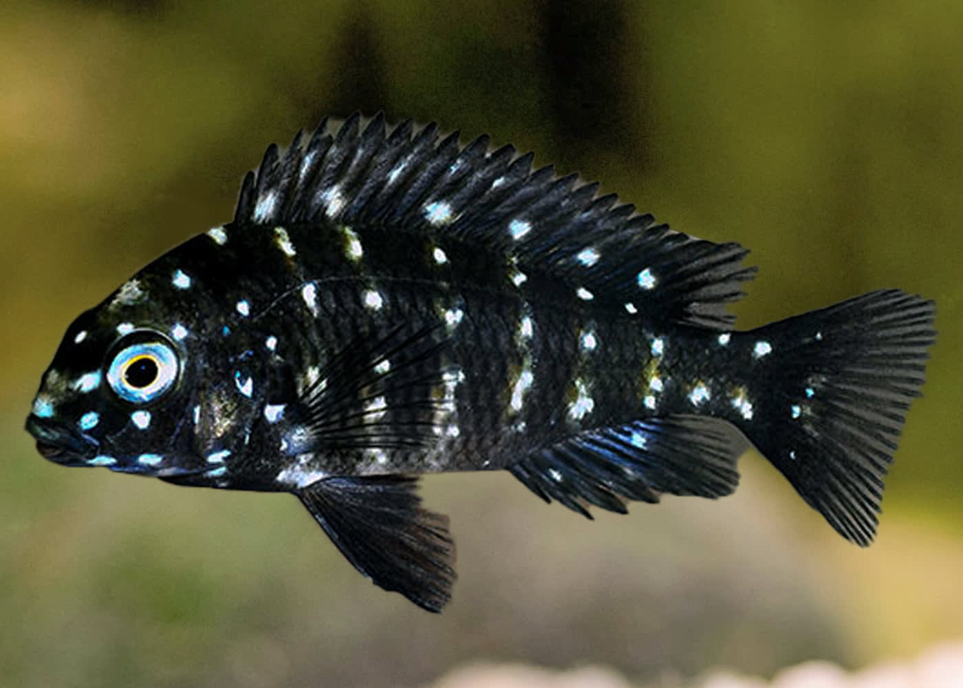 Tropheus duboisi