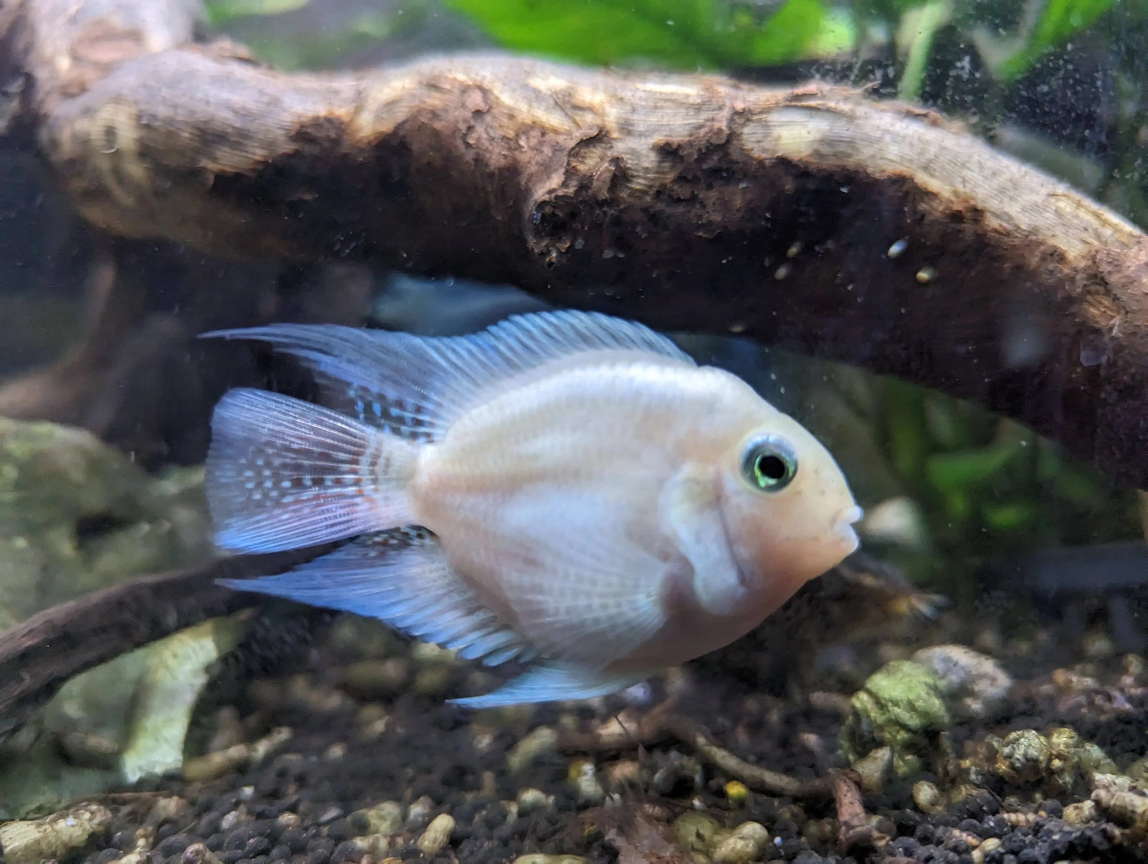 Platinum Parrot