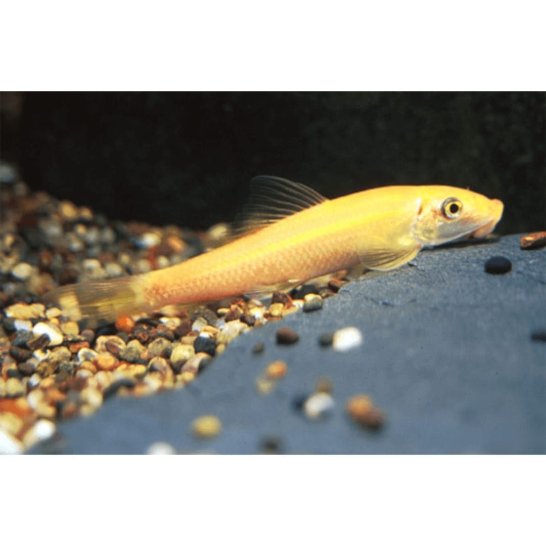 Albino Golden Algae Eater