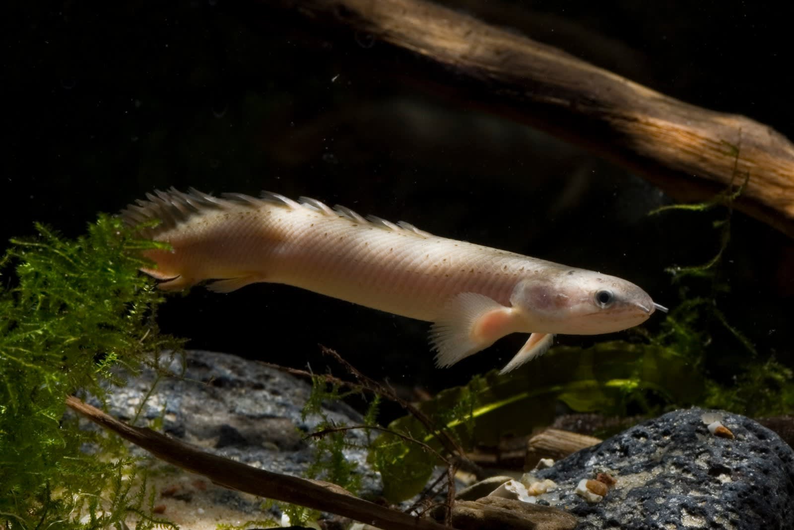 Polypterus Senegalus